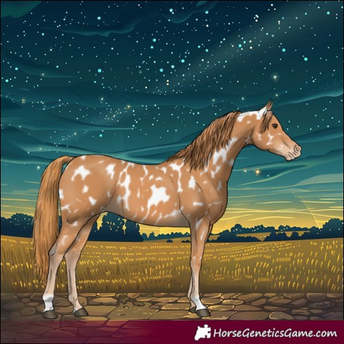Horse Color:Chestnut Near Leopard