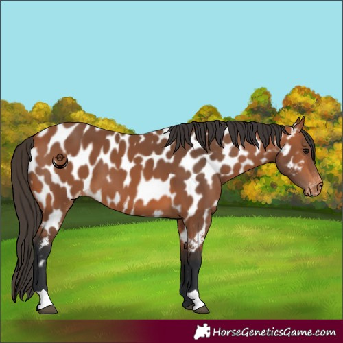 Horse Color:Bay Near Leopard 