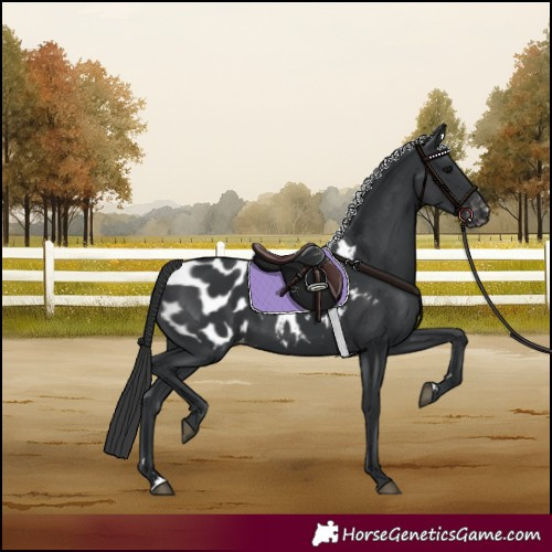 Horse Color:Black Appaloosa