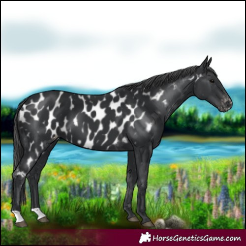 Horse Color:Black Appaloosa