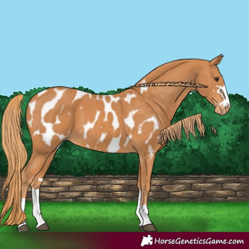 Horse Color:Chestnut Appaloosa 