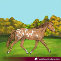 Horse Color:Chestnut Appaloosa