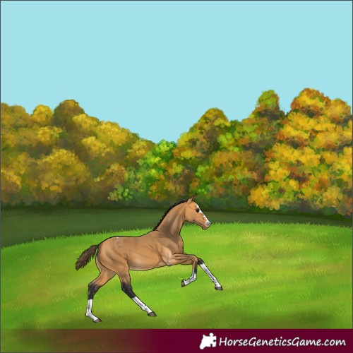 Horse Color:Buckskin Appaloosa 