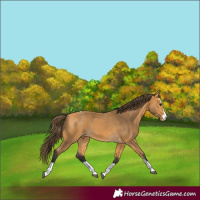 Horse Color:Buckskin Varnish 