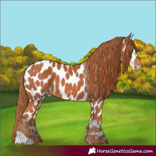 Horse Color:Chestnut Appaloosa 