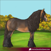 Horse Color:Buckskin 