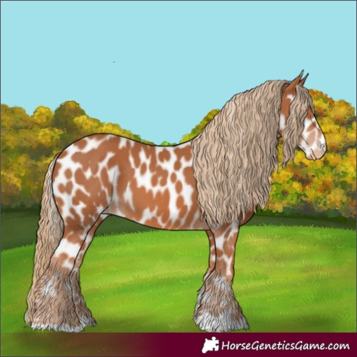 Horse Color:Chestnut Near Leopard 