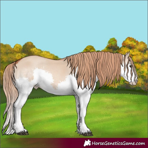 Horse Color:Red Dun Splash