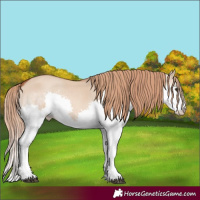 Horse Color:Red Dun Splash 