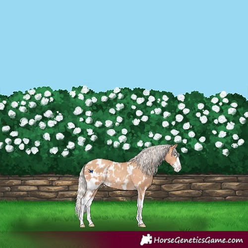 Horse Color:White Spotted Silver Amber Champagne Splash Appaloosa Rabicano 