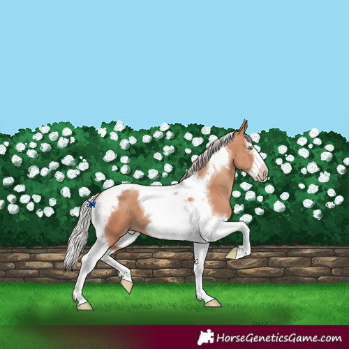 Horse Color:Silver Classic Champagne Splash Tobiano Frame 
