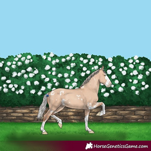 Horse Color:White Spotted Silver Sable Champagne Dun Splash