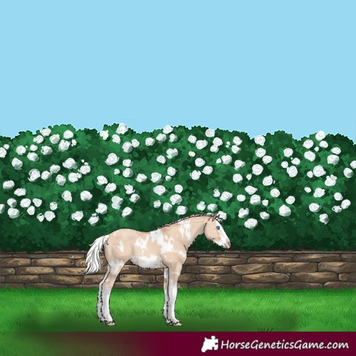 Horse Color:White Spotted Silver Sable Champagne Dun Splash Frame 