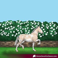 Horse Color:White Spotted Silver Sable Champagne Dun Splash Frame