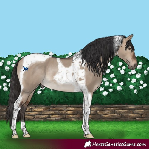Horse Color:Brown Dun Tobiano Rabicano 