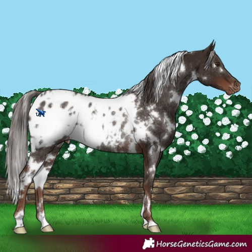 Horse Color:White Spotted Liver Chestnut Appaloosa Rabicano 