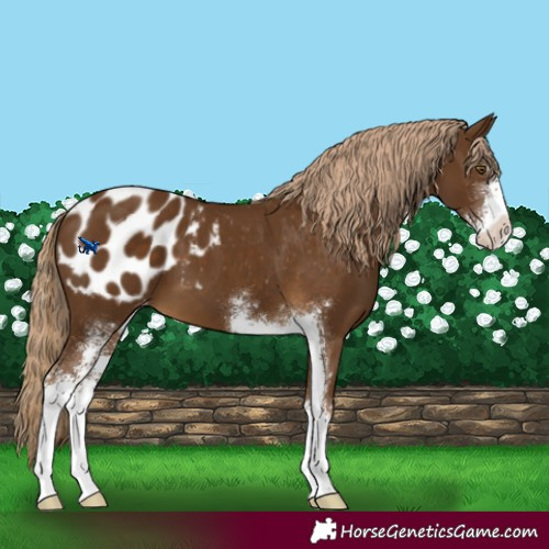 Horse Color:Chocolate Palomino Sabino Blanket