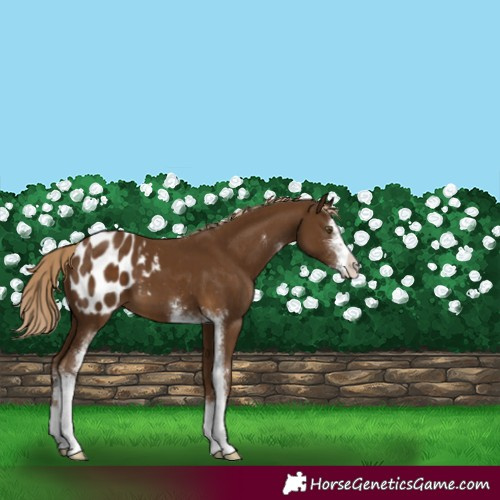 Horse Color:Chocolate Palomino Sabino Appaloosa 