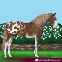 Horse Color:Chocolate Palomino Sabino Blanket 
