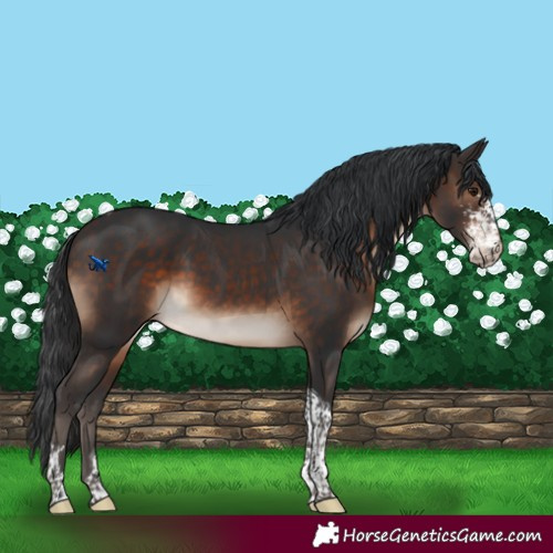 Horse Color:Brown Sabino Tobiano Rabicano 