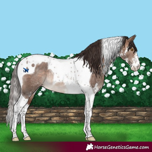 Horse Color:Brown Dun Mushroom Sabino Tobiano Appaloosa Rabicano Brindle 