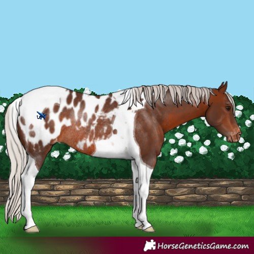 Horse Color:Silver Brown Tobiano Blanket Rabicano