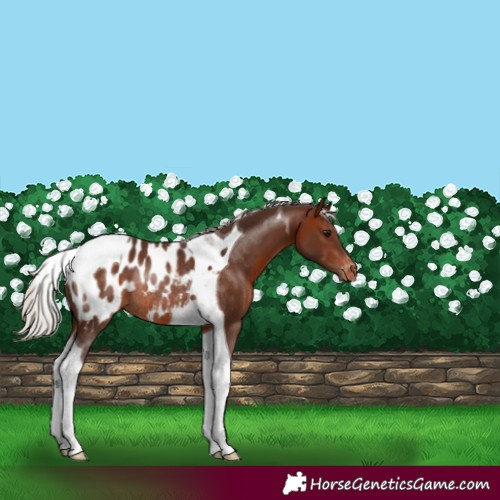 Horse Color:Silver Brown Tobiano Appaloosa Rabicano 