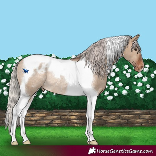 Horse Color:Silver Brown Dun Tobiano Appaloosa Rabicano