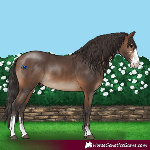 Horse Color:Brown Sabino 