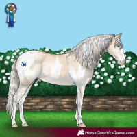 Horse Color:White Spotted Cremello Dun Sabino 