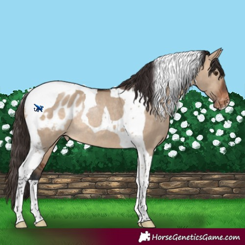 Horse Color:Brown Dun Tobiano Appaloosa Rabicano
