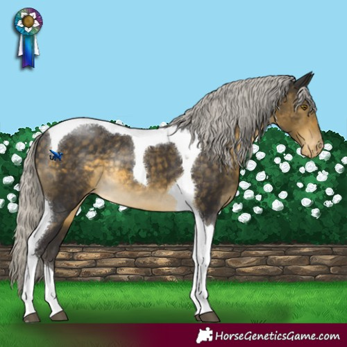 Horse Color:Silver Buckskin Tobiano Appaloosa Rabicano