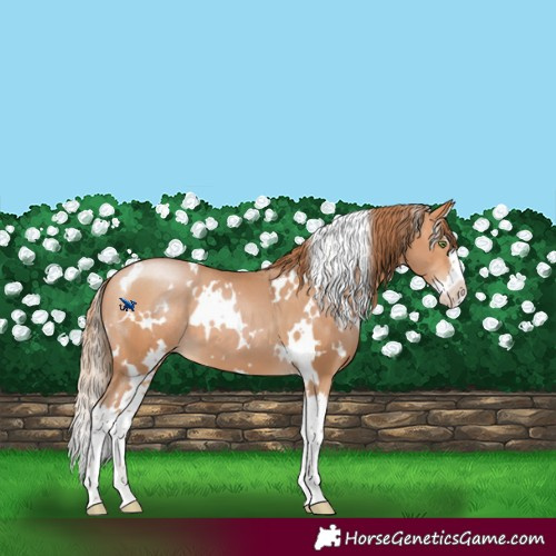 Horse Color:White Spotted Bay Pearl Splash 