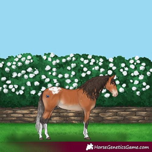 Horse Color:Bay Tobiano Appaloosa