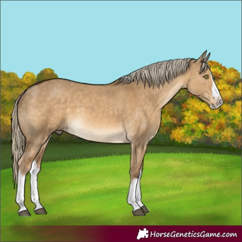 Horse Color:Chocolate Palomino Dun Sabino Splash 