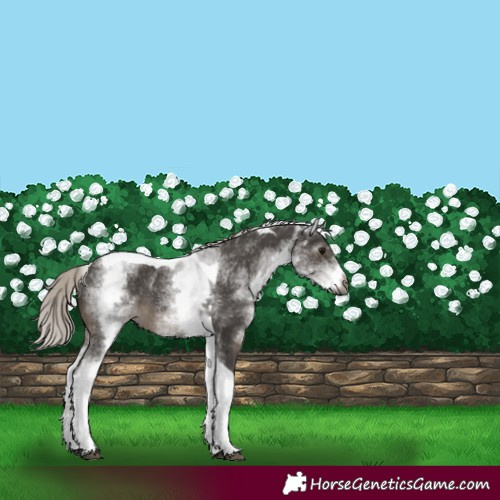 Horse Color:Gray White Spotted Silver Black Mushroom Tobiano 