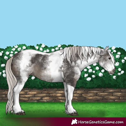 Horse Color:Gray White Spotted Silver Black Mushroom Tobiano 