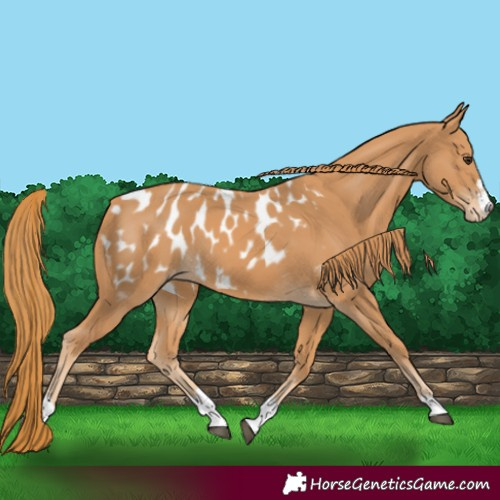 Horse Color:Chestnut Appaloosa 