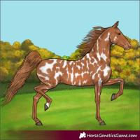 Horse Color:Chestnut Appaloosa