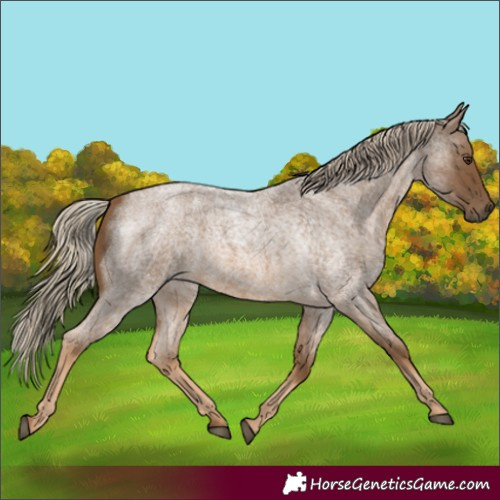 Horse Color:Chocolate Palomino Roan