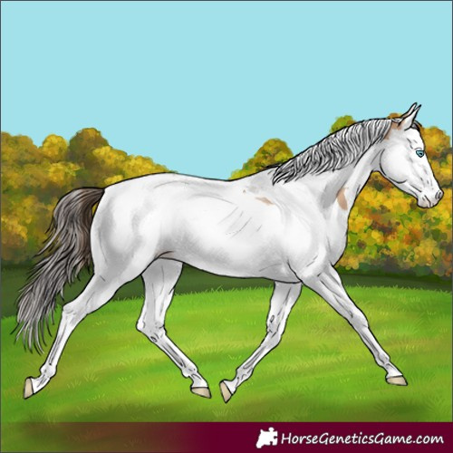 Horse Color:Amber Champagne Splash Tobiano