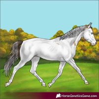 Horse Color:Amber Champagne Splash Tobiano 