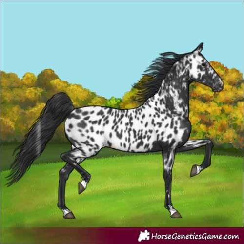 Horse Color:Black Appaloosa