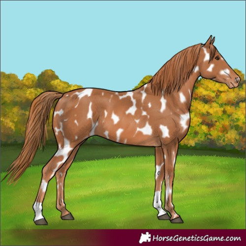 Horse Color:Chestnut Appaloosa