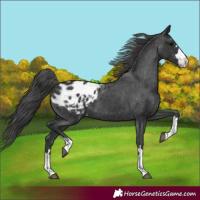 Horse Color:Black Appaloosa