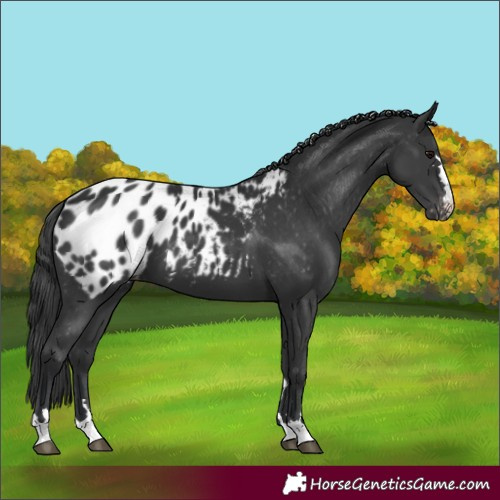 Horse Color:Black Appaloosa 