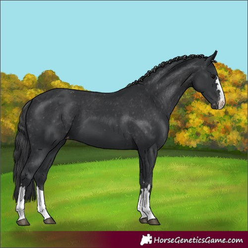 Horse Color:Black Appaloosa