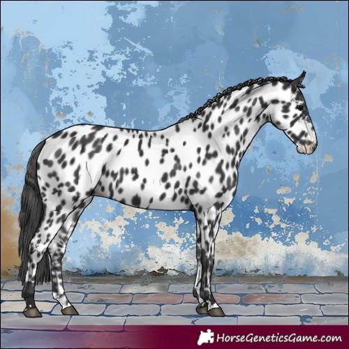 Horse Color:Black Appaloosa 