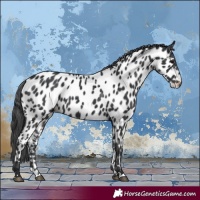 Horse Color:Black Appaloosa