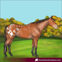 Horse Color:Bay Appaloosa 